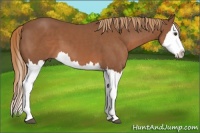 Horse Color:Chestnut Sabino Splash 
