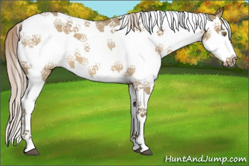 Horse Color:Chocolate Palomino Roan Dun Splash 
