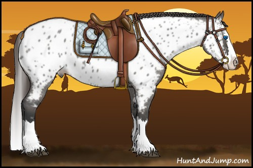 Horse Color:Grullo Roan Splash Appaloosa 