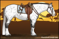 Horse Color:Grullo Roan Splash Near Leopard 