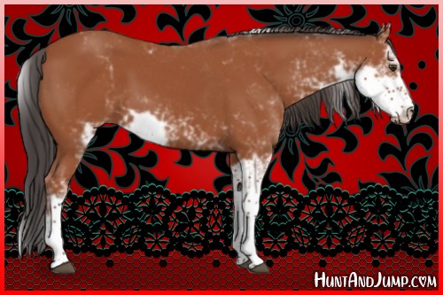 Horse Color:Bay Sabino 