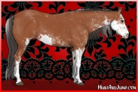 Horse Color:Bay Sabino