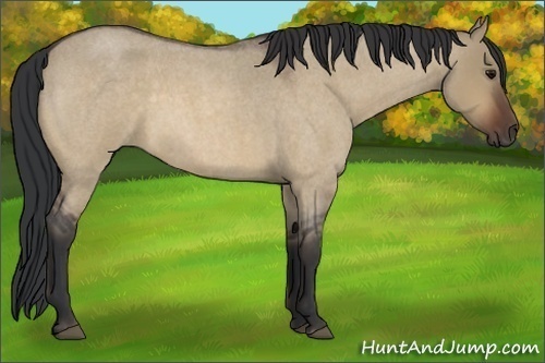 Horse Color:Bay Roan Dun 