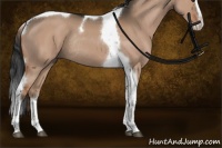 Horse Color:Liver Red Dun Splash Tobiano Rabicano 