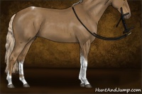 Horse Color:Chocolate Palomino Roan Tobiano Rabicano 