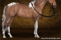 Horse Color:Silver Brown Tobiano Rabicano