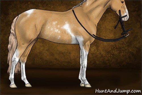 Horse Color:Palomino Sabino Tobiano Rabicano
