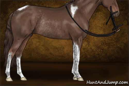 Horse Color:Liver Chestnut Tobiano Rabicano 