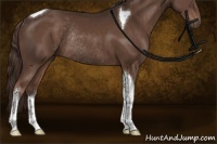 Horse Color:Liver Chestnut Tobiano Rabicano 