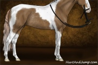 Horse Color:Chocolate Palomino Sabino Splash Tobiano Rabicano