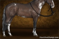 Horse Color:Brown Sabino Appaloosa Rabicano