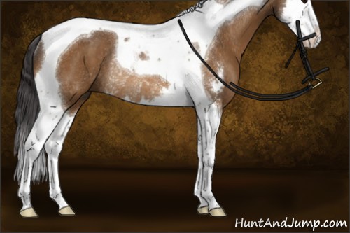 Horse Color:Buckskin Sabino Splash Tobiano Rabicano 