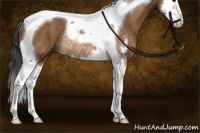 Horse Color:Buckskin Sabino Splash Tobiano Rabicano 