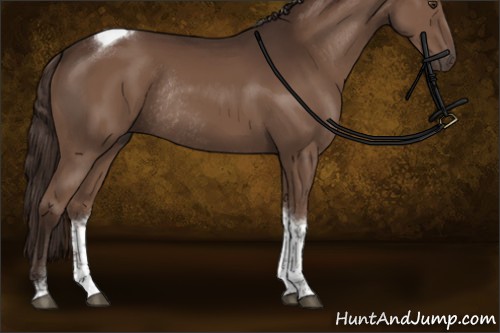 Horse Color:Liver Chestnut Tobiano Rabicano