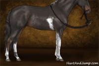 Horse Color:Liver Chestnut Sabino Tobiano Rabicano 
