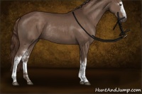 Horse Color:White Spotted Liver Chestnut Sabino Rabicano