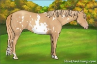 Horse Color:White Spotted Gold Champagne