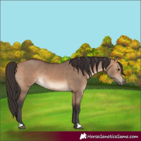 Horse Color:Bay Dun Rabicano 