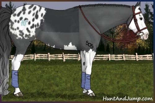 Horse Color:Black Splash Appaloosa 