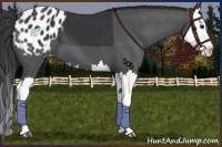 Horse Color:Black Splash Appaloosa 