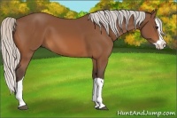 Horse Color:Silver Bay Splash 