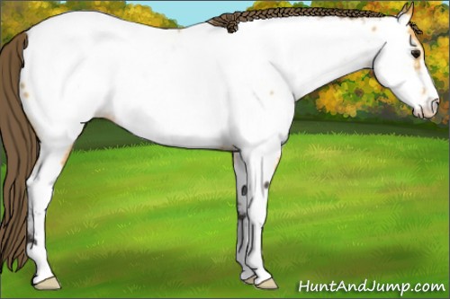 Horse Color:Buckskin Sabino Appaloosa 