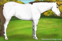 Horse Color:Buckskin Sabino Appaloosa 