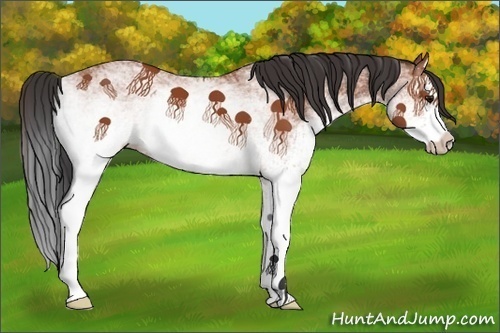 Horse Color:White Spotted Bay Splash
