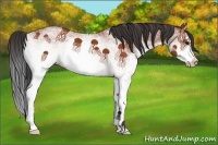 Horse Color:White Spotted Bay Splash 