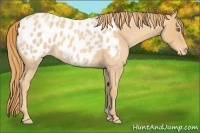 Horse Color:Gold Champagne Roan Appaloosa 