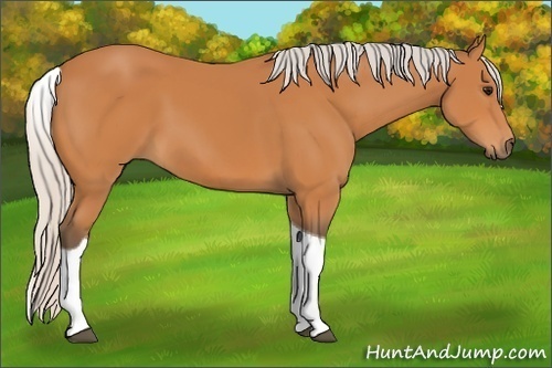 Horse Color:Silver Bay Tobiano 