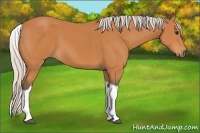 Horse Color:Silver Bay Tobiano 