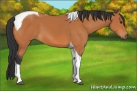 Horse Color:Bay Tobiano 