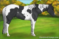 Horse Color:Black Tobiano 