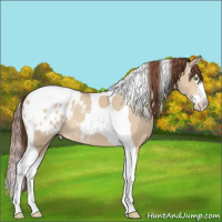 Horse Color:Amber Champagne Dun Splash Tobiano Appaloosa 