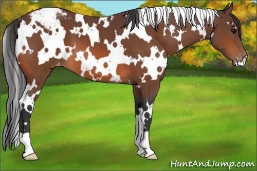 Horse Color:White Spotted Bay Varnish 