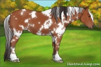 Horse Color:White Spotted Bay 