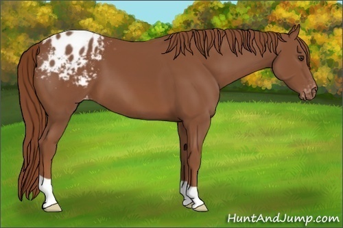 Horse Color:Chestnut Appaloosa 