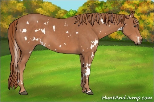 Horse Color:White Spotted Chestnut 