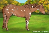Horse Color:White Spotted Chestnut 