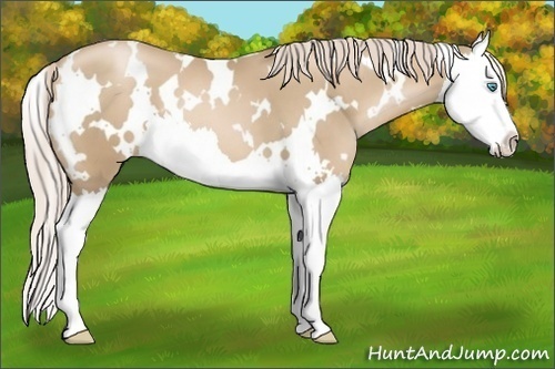 Horse Color:White Spotted Chocolate Palomino Pearl Splash