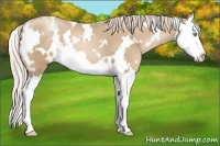 Horse Color:White Spotted Chocolate Palomino Pearl Splash
