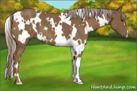 Horse Color:White Spotted Chocolate Palomino 