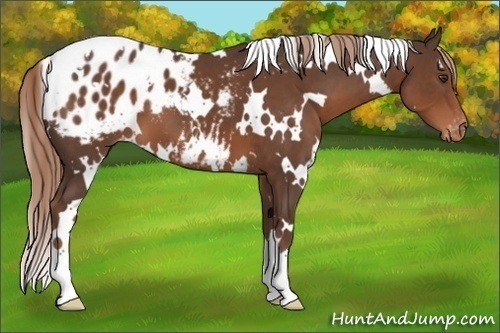 Horse Color:White Spotted Liver Chestnut Appaloosa