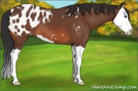 Horse Color:Bay Splash Appaloosa
