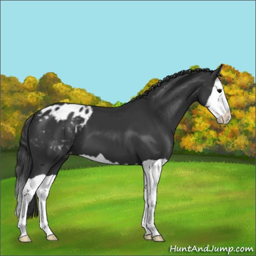 Horse Color:Black Splash Appaloosa 