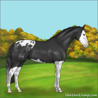 Horse Color:Black Splash Appaloosa 