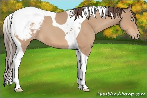 Horse Color:Amber Champagne Tobiano Snowcap