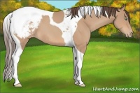 Horse Color:Amber Champagne Tobiano Snowcap