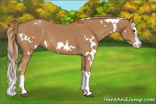 Horse Color:White Spotted Chestnut Splash 